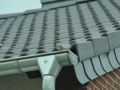 Gutter Repairs Sallins